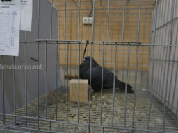 XIV Concurso Exposición de Palomas de Raza en Mula 2024